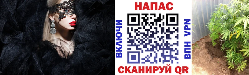 Конопля индика  Рузаевка 